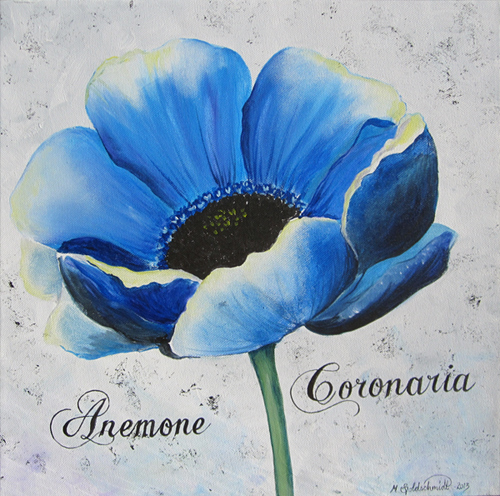 Anemone Coronaria